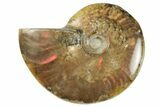 Red Flash Ammonite Fossil - Madagascar #187314-1